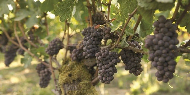 Pinot Noir: vad gör denna druva så speciell?