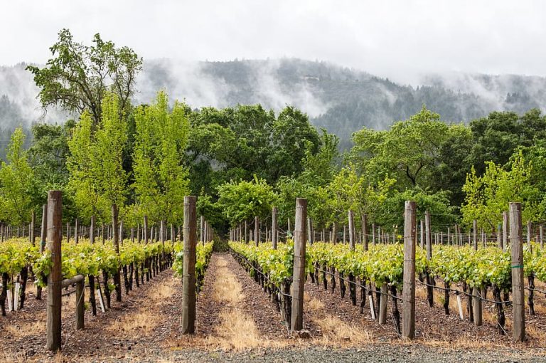 Napa Valley vin: upptäcka smaken av Kalifornien