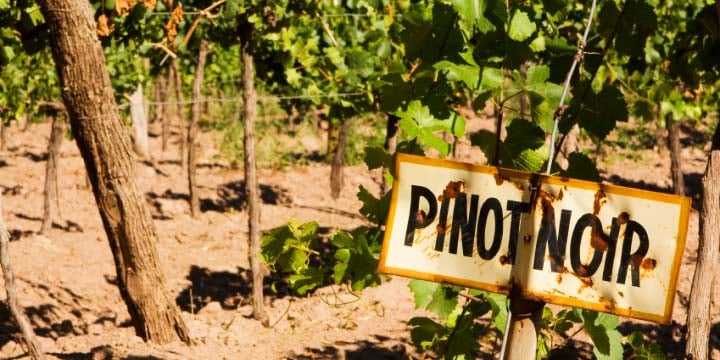 Experten tipsar: Pinot Noir-viner i världsklass