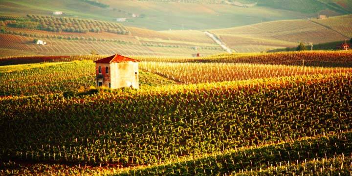 Smakfulla viner från Toscana