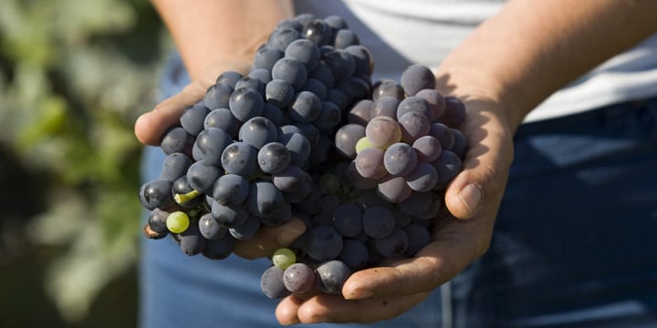 Expertens tipsar – de bästa röda vinerna från Portugal