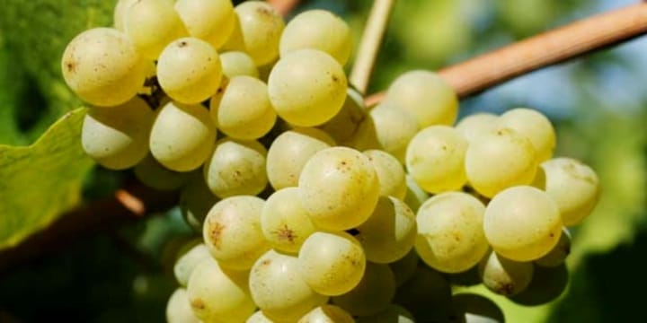 Pinot Blanc – En oförtjänt undanskymd druva