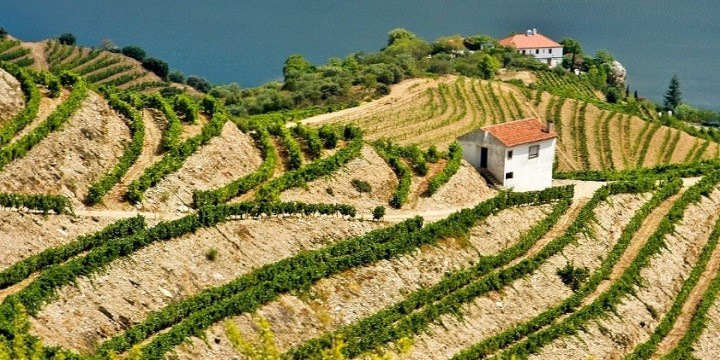 Åk till norra Portugal och njut av mat och vin!