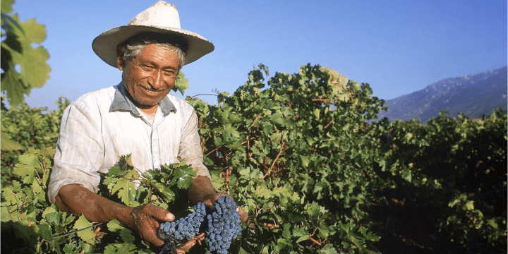 Haka på trenden – prova mexikanskt vin!