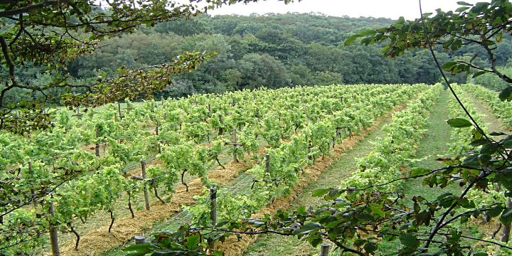 Reportage: Englands förste ekologiske vinmakare