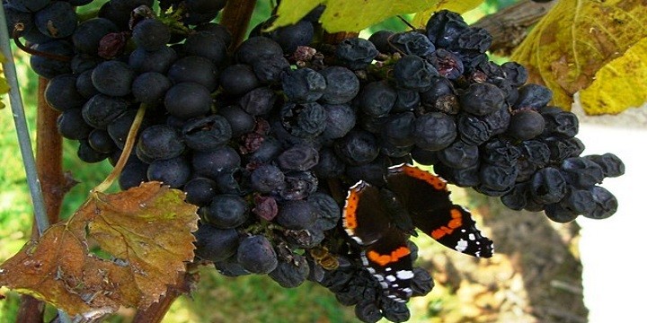 Fjärilar trivs i vingårdens miljö