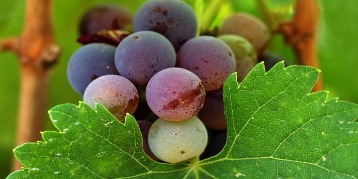 Franska vinbönder ifrågasätter “ekovänligt”