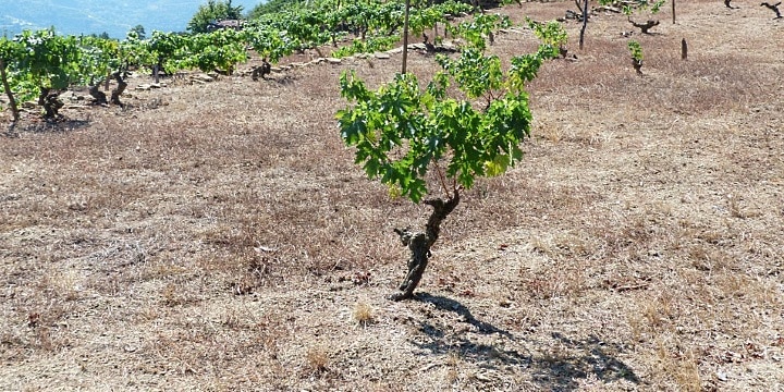 Vredens druvor – vin i en ålder av klimatförändringar