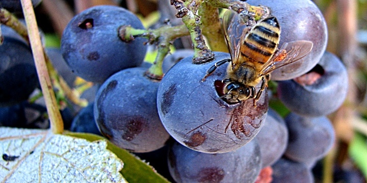 GMO ett allt större hot mot vinindustrin