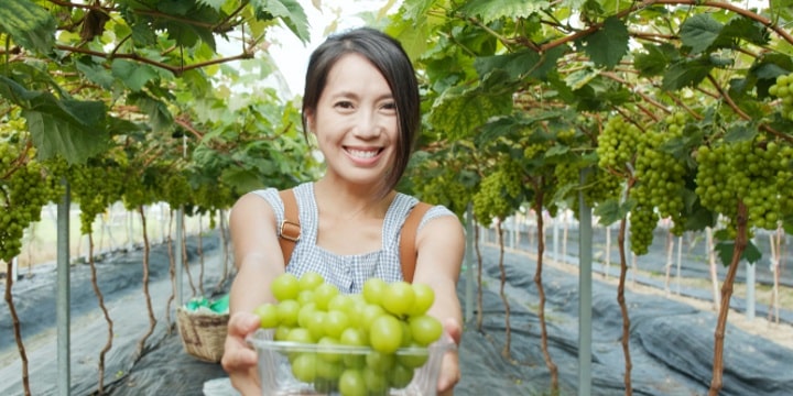 Japans vinindustri – vad händer idag?