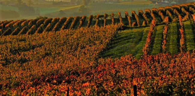 Armagnac Vinregion