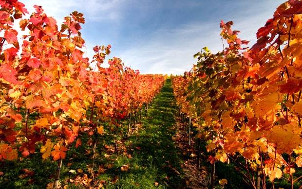 De bästa vingårdarna i Herault och Gard – Din insiderguide