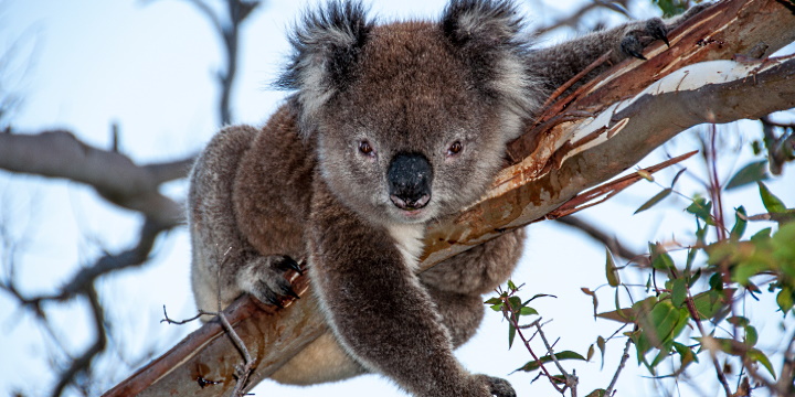 Sangiovese - en liten koala björnn