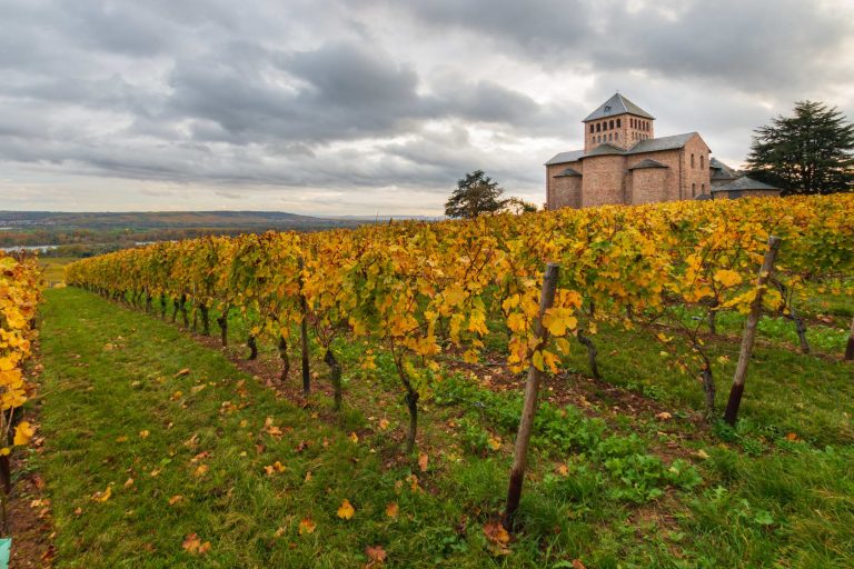 Rheinhessen och Rheingau – två fantastiska vinregioner i Tyskland