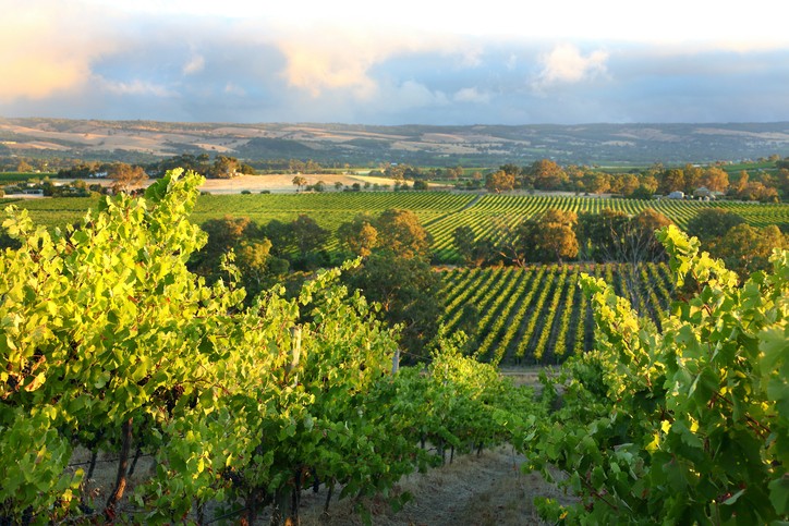Din guide till vinregionen South Australia och de bästa vingårdarna