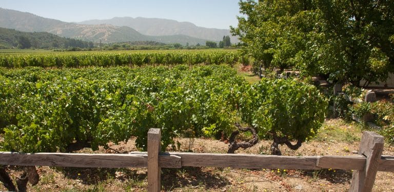 Nya Världens viner: Chile – och 3 vintips!