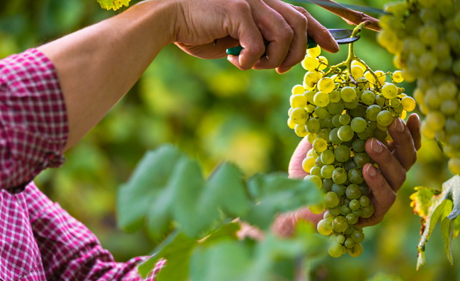 Fiano – ett trendigt vin med finess!