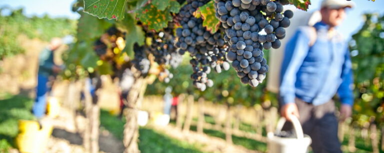 Biodynamiskt vin – vad är det egentligen?