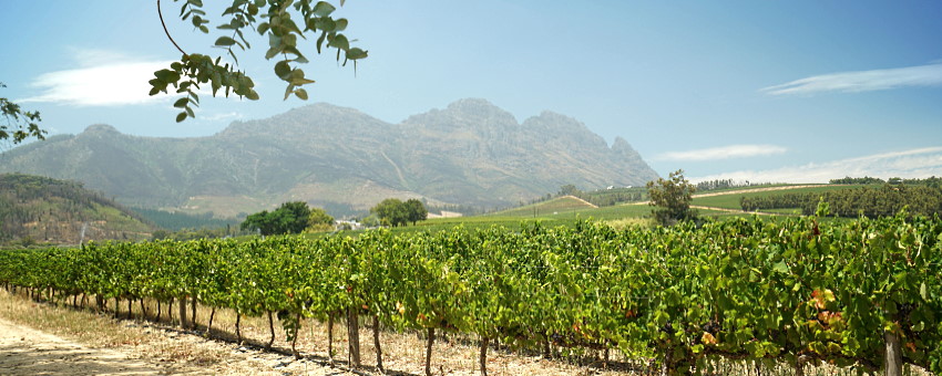 Chenin Blanc - en vingård i Sydafrika