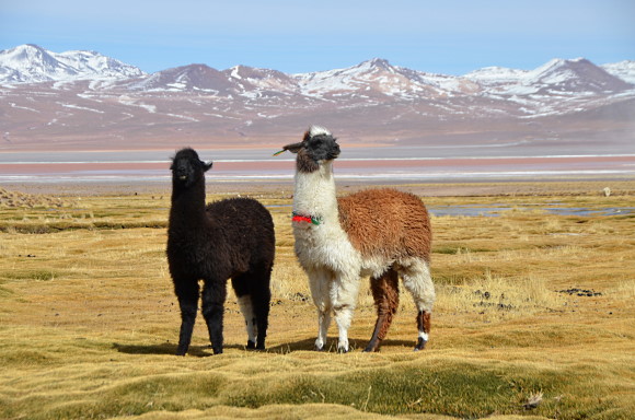 nya vinregioner - Bolivia, höga höjder och 2 lamor