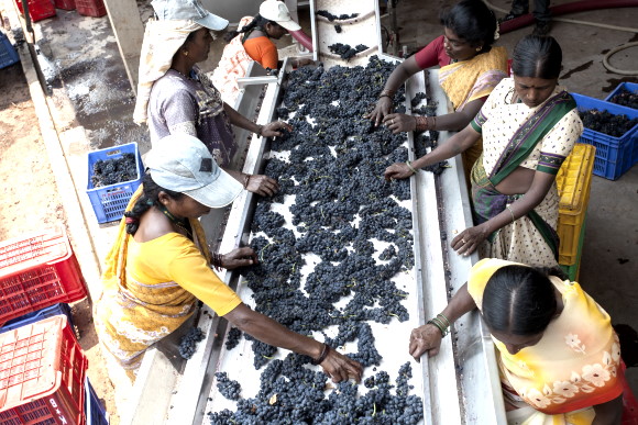 nya vinregioner - vindruvor sorteras av indiska arbetare i Bangalore