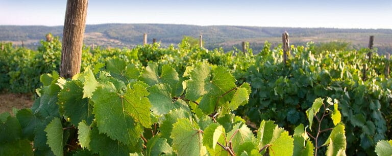 Är Sydafrikas Cabernet-viner nya världens bästa?