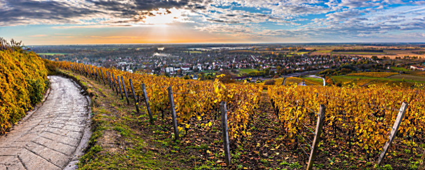 vinlandet Ungern omslag över vingård