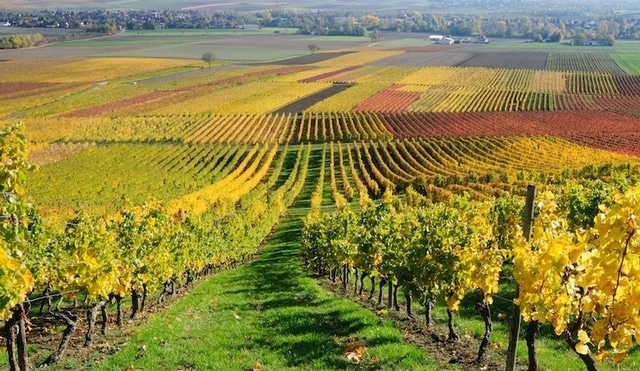 Puglia – En av de bästa vinregionerna i Italien – Din insider guide till vingårderna