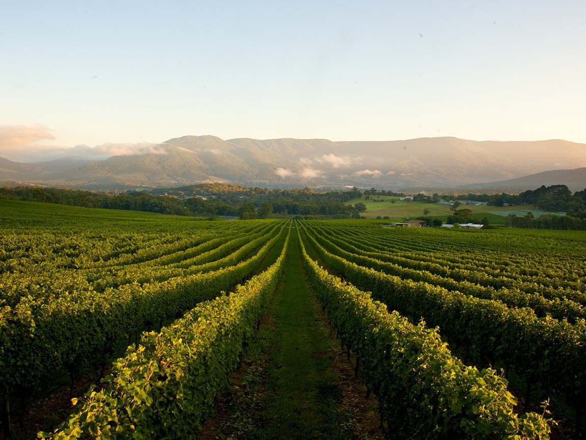 Regionen Victoria har flest vingårdar i Australien – det här är din insiderguide till vingårdarna