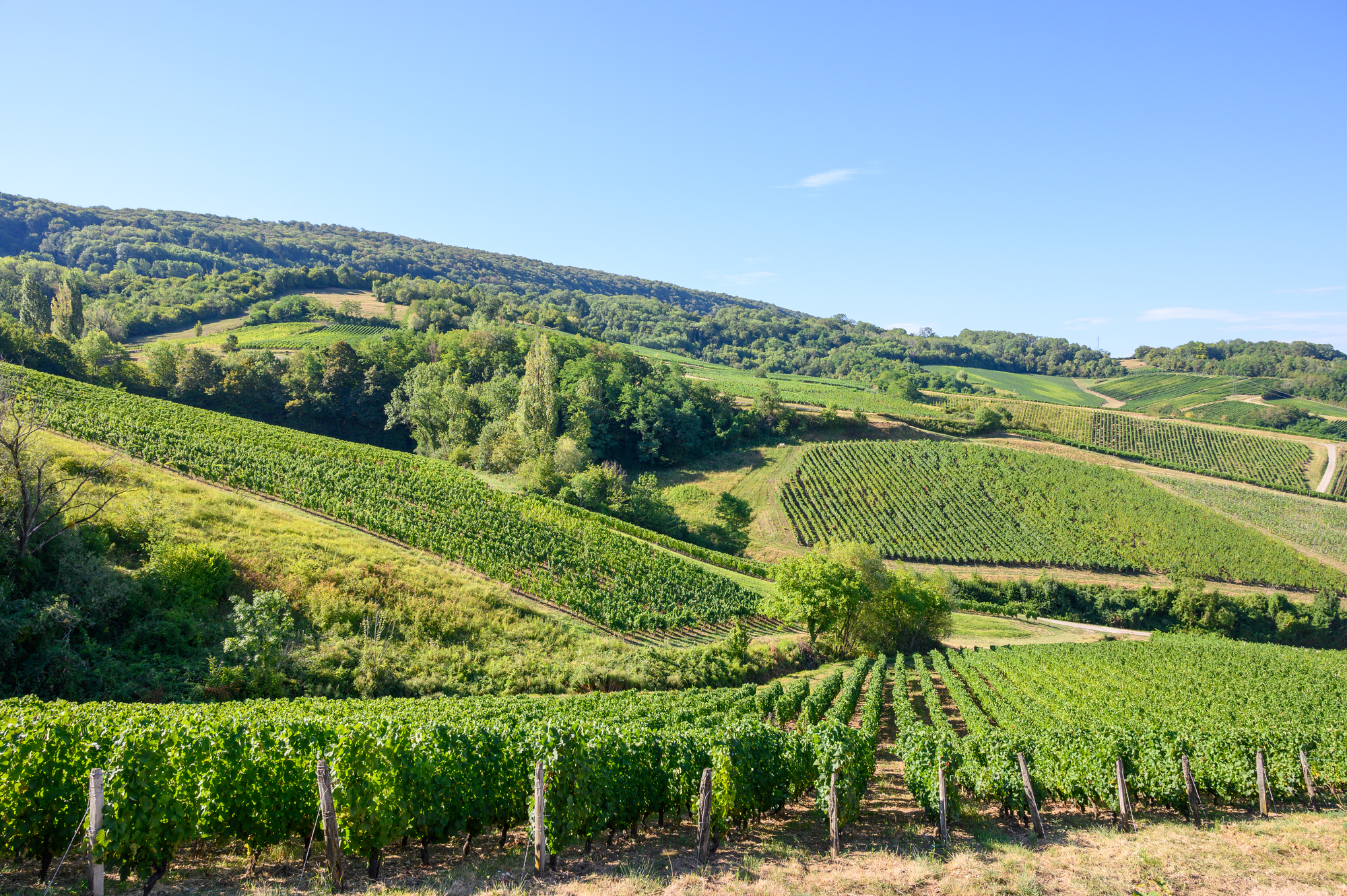 Vinregionen-Jura