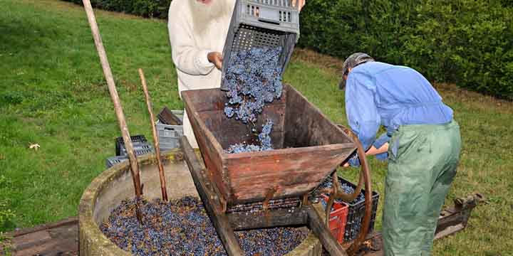 Manual harvest of grapes in tuscany