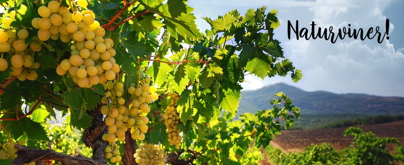 Naturvin - vingård
