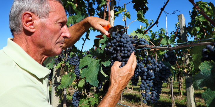 Pinot Noir – en trendig och populär druva