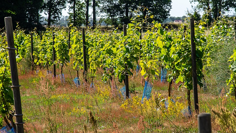 aravelle - omslagsbild vingård
