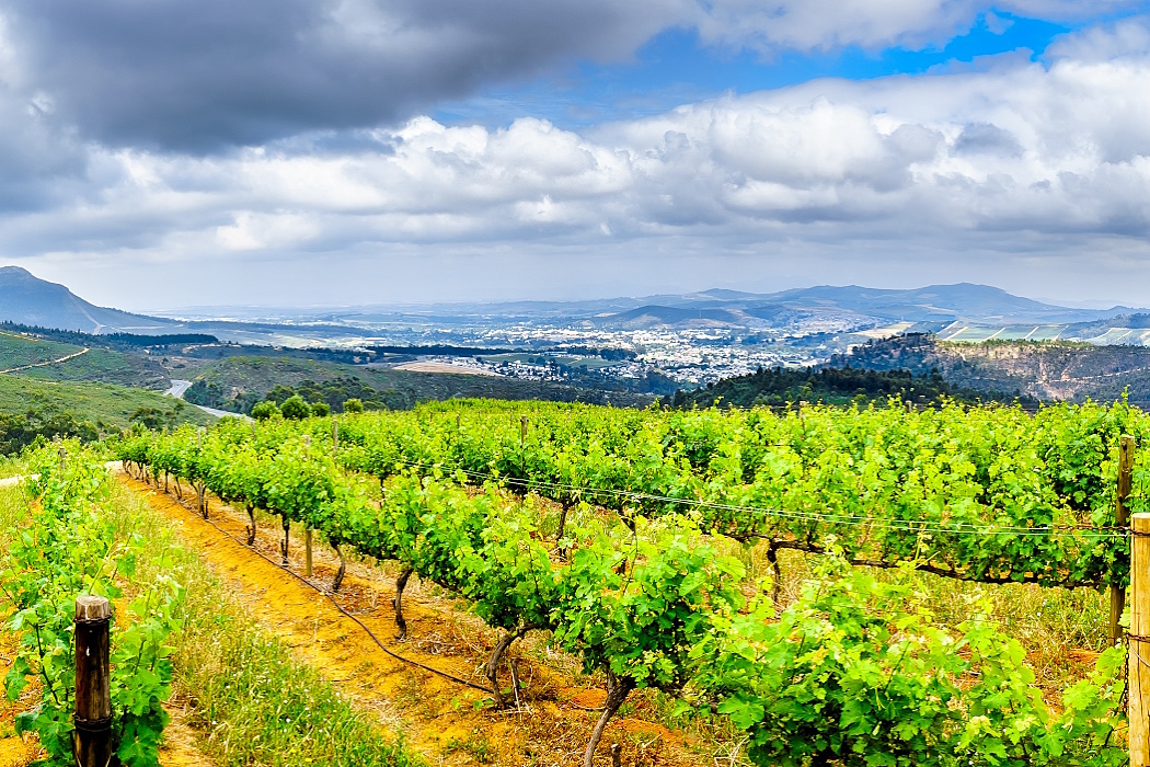 Hur påverkas vinet av klimatet?